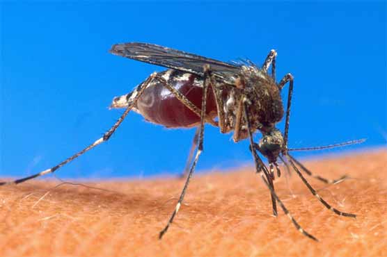 Malaria vaccine gets go-ahead from European regulators 