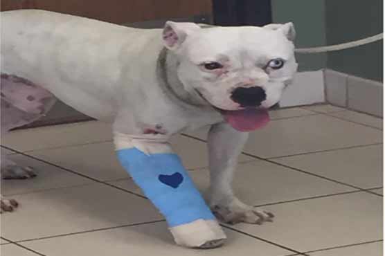 Dog shot in Milwaukee following reports of lion on the prowl