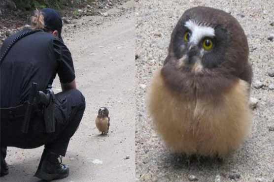 Owl with an attitude wins face-off with deputy
