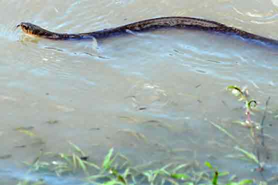 Victims face difficulties as snake scare grips flood-hit areas 