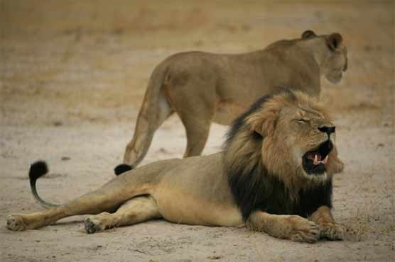 Zimbabwe pair due in court for killing Cecil the lion 
