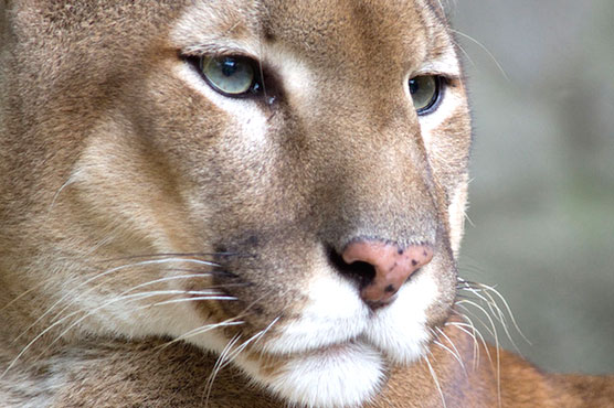 Ohio man must spend two days in jail for petting zoo cougars