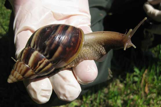 Florida's giant snails prove to be a slippery foe