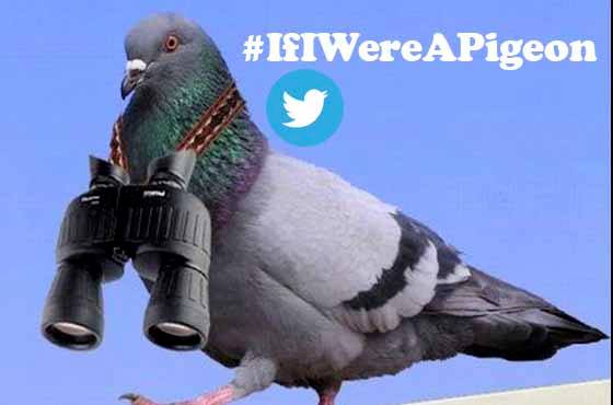 Twitterati trend #IfIwereAPigeon as India arrests 'agent' pigeon