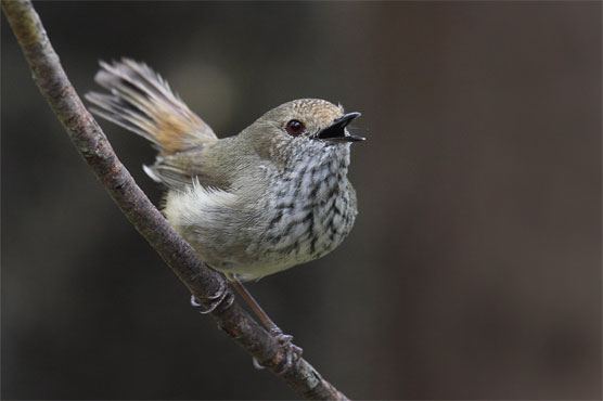 Tiny bird mimicks hawk warning to fend off predator
