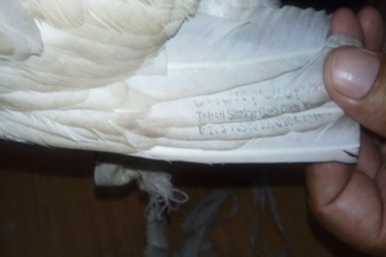 Embarrassed Indian police hand over Pakistani pigeon to bird lover