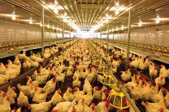 WTO: India unfairly blocking US poultry, egg imports