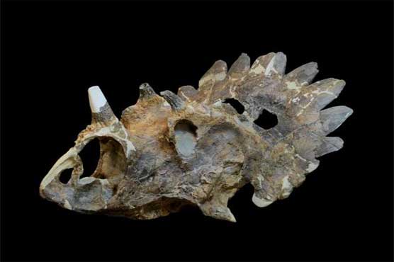 Meet 'Hellboy,' the dinosaur with exotic horns and frill
