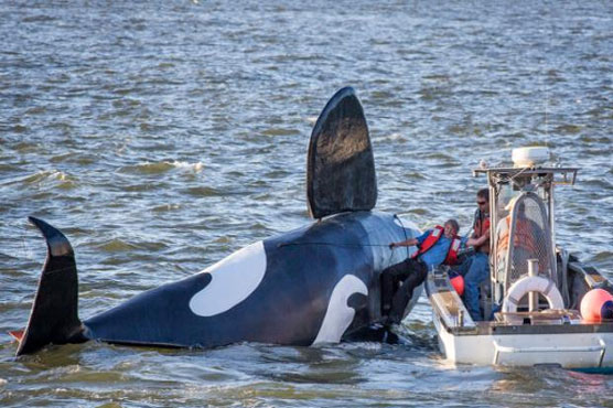 Fake orca nearly drowns before it can scare Oregon sea lions