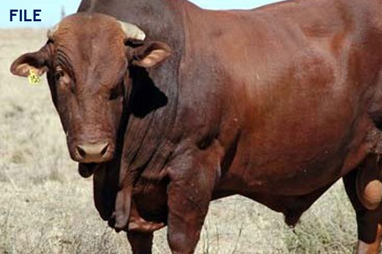 Dozens of bullets not enough to take down bull that killed 1, injured 5 in Multan