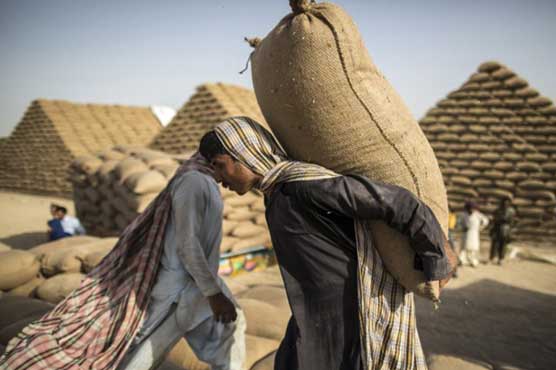IDP's to be given 85,000 tons of wheat: ECC