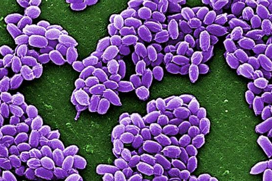 U.S. base shipped live anthrax to 19 states plus D.C.: Pentagon