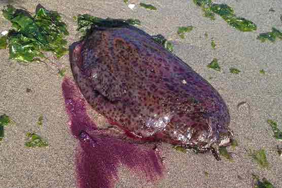Giant purple sea slugs slime San Francisco Bay Area beaches
