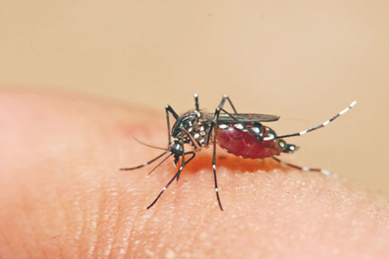 Two more fall prey to dengue  in Karachi