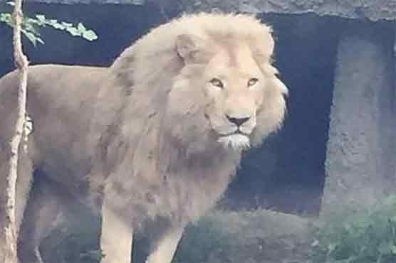 Escaped lion from flooded Georgia zoo kills man