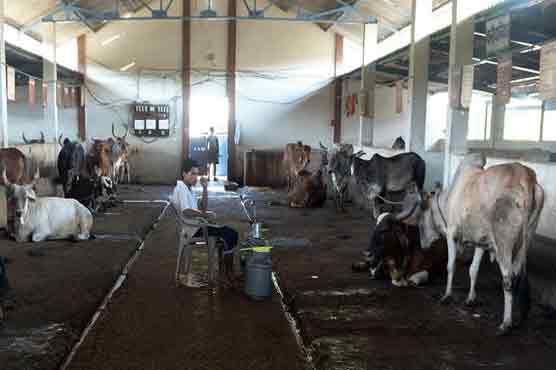 India beef ban shines light on cow care homes