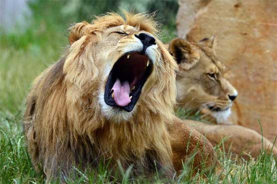 Lion among 23,000 species threatened with extinction: conservationists