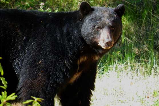 Colorado man wakes to find black bear nibbling ankle: local paper
