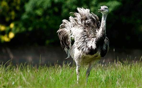 Watch out for aggressive, big bird, Britons told