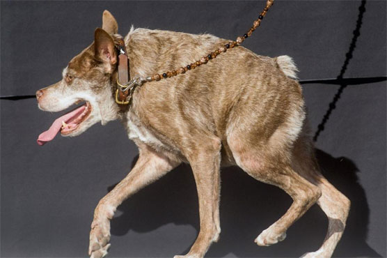 Deformed mutt is crowned World's Ugliest Dog