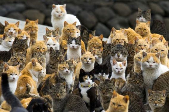 It's raining cats and tourists on a Japanese island