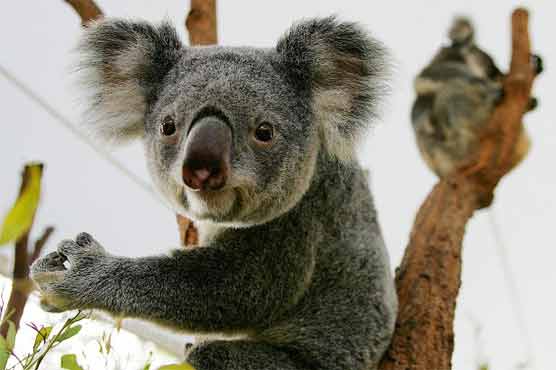 Hundreds of starving koalas killed in Australia 