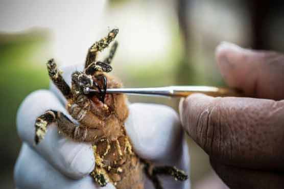 Spin doctors: Spiders enrolled in pain relief