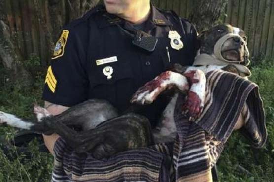 Florida dog saved after being shot, tied to railroad tracks