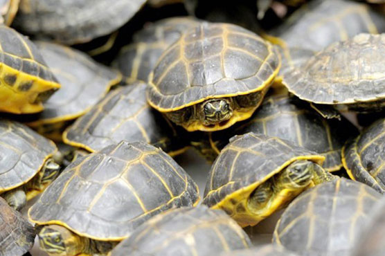 Pakistan customs bag record haul of illegal turtle meat