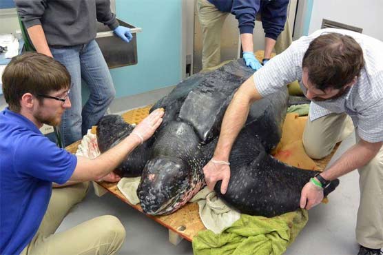 Stranded 500-lb leatherback sea turtle rescued