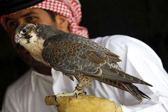 Qatari prince fined by KP police for hunting falcons