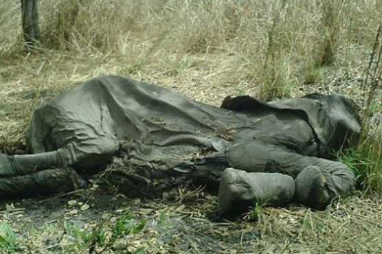 Botswana warns over elephant deaths ahead of anti-poaching summit