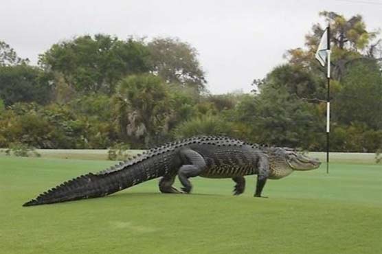 Golfers undeterred by large alligator on putting green