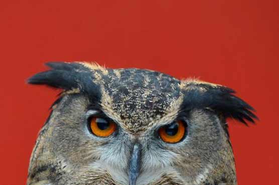 'Terror owl' caught in Dutch city