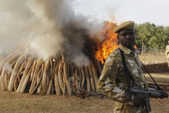 Outrage as alleged 'ivory kingpin' gets bail in Kenya