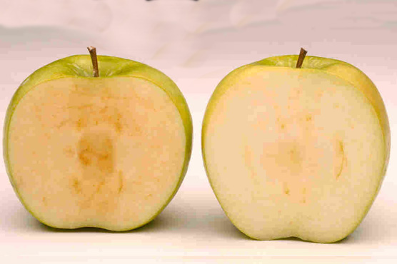 New GMO potatoes, apples approved for US market
