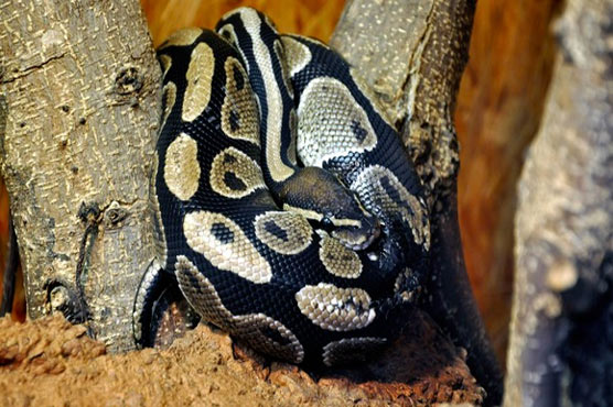 British police hunt thieves who stole 38 pythons