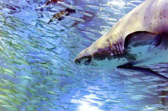 Tokyo aquarium baffled by mysterious fish deaths