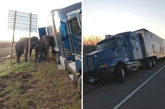 Two elephants stop truck from tipping off side