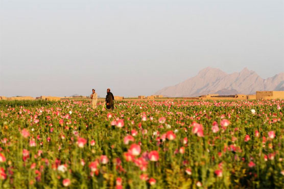 Afghan poppy farmers say new seeds will boost opium output