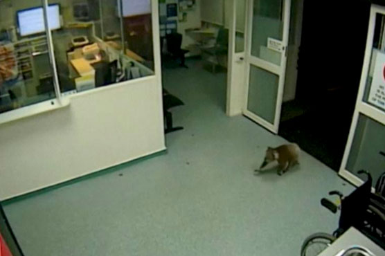 Koala pays late night visit to Australian hospital
