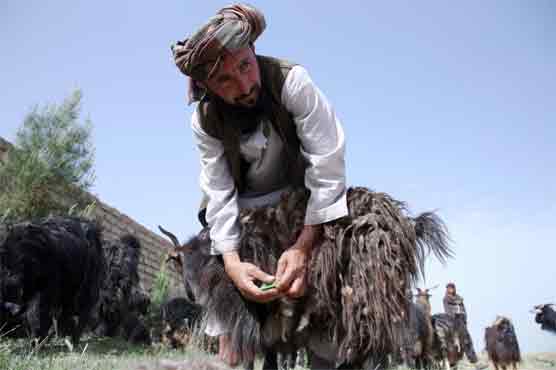 Afghanistan's goat farmers find luxury niche in cashmere