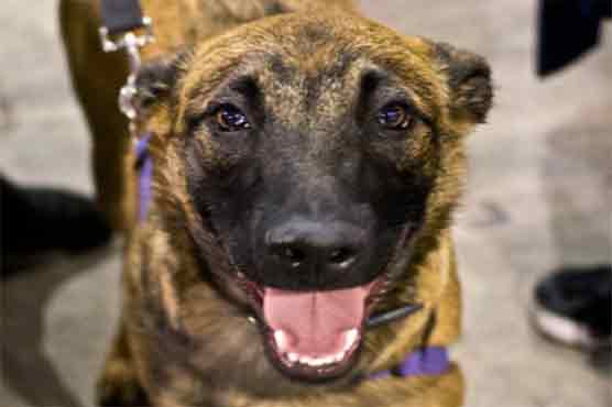 Arkansas dog bites the bullet, eating 23 rounds of ammunition