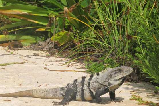 Mexico seizes food made from threatened Iguana