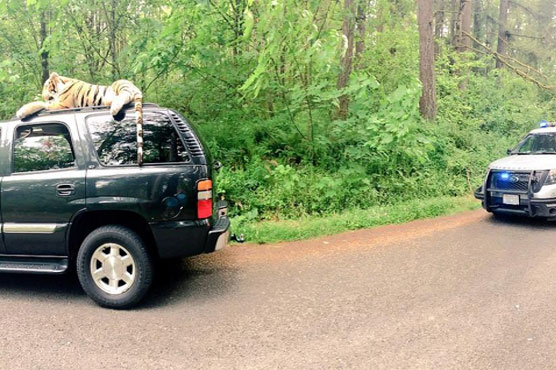 Large stuffed tiger atop SUV generates 911 call