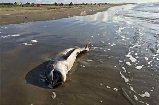 Scientists link dolphin deaths in Gulf to 2010 BP spill