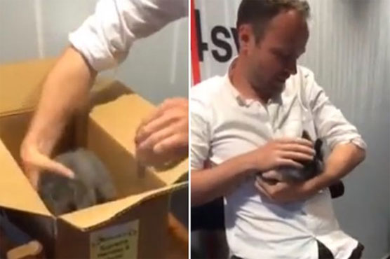 Danish radio station defends killing baby rabbit live on air