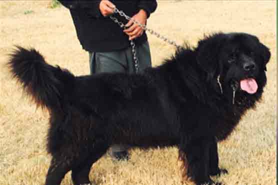 Doctor booked for death of dog