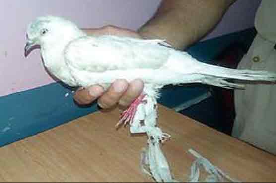 India detain pigeon on suspicion of spying for Pakistan