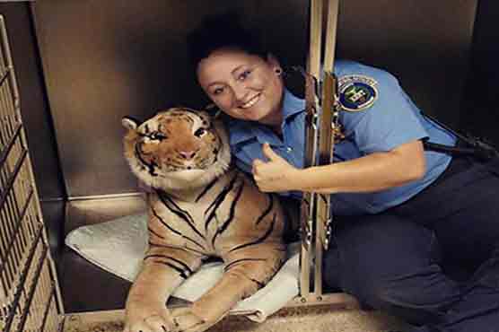 Animal control mistakes life-sized toy for tiger